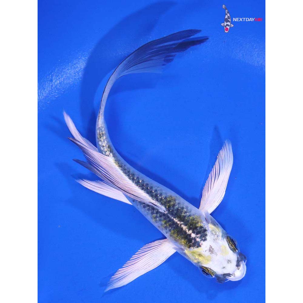 5” Imported Kujaku Butterfly Koi