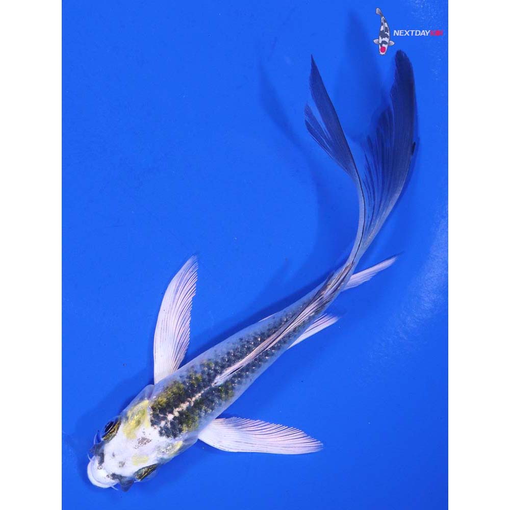 5” Imported Kujaku Butterfly Koi