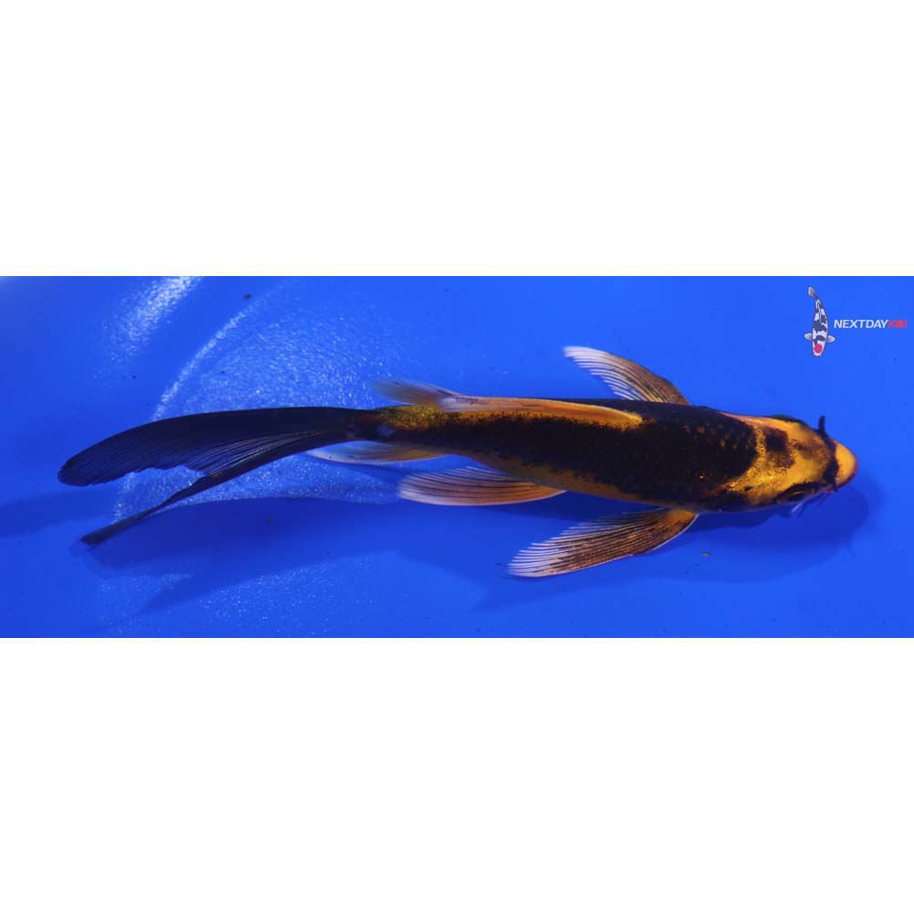 4.5” Imported Orenji Matsuba Butterfly Koi