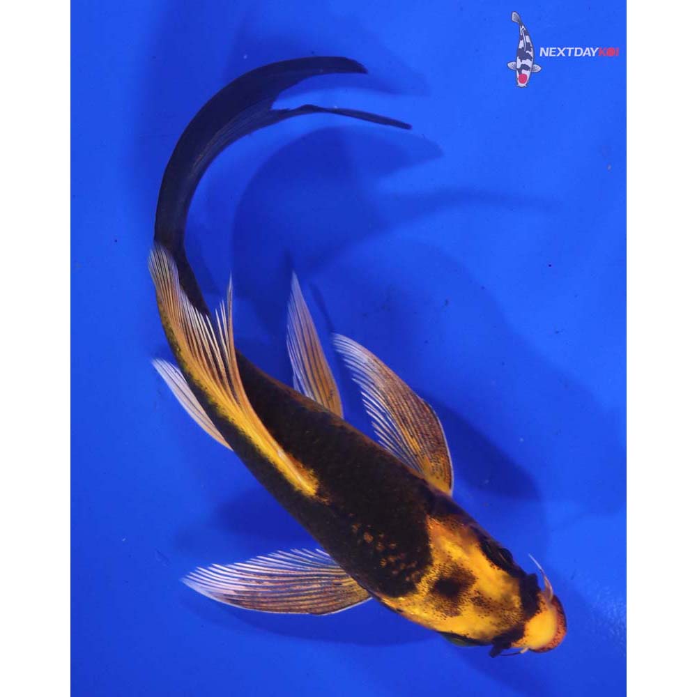 4.5” Imported Orenji Matsuba Butterfly Koi