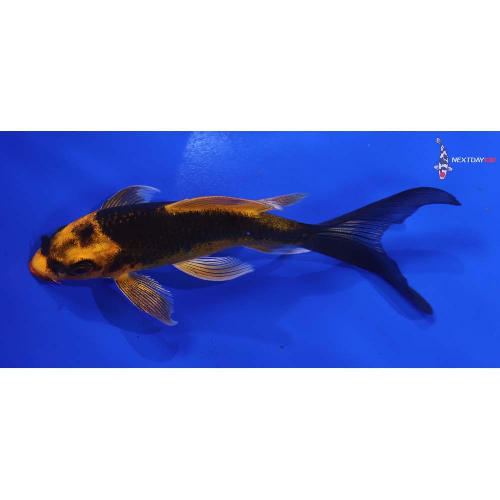 4.5” Imported Orenji Matsuba Butterfly Koi