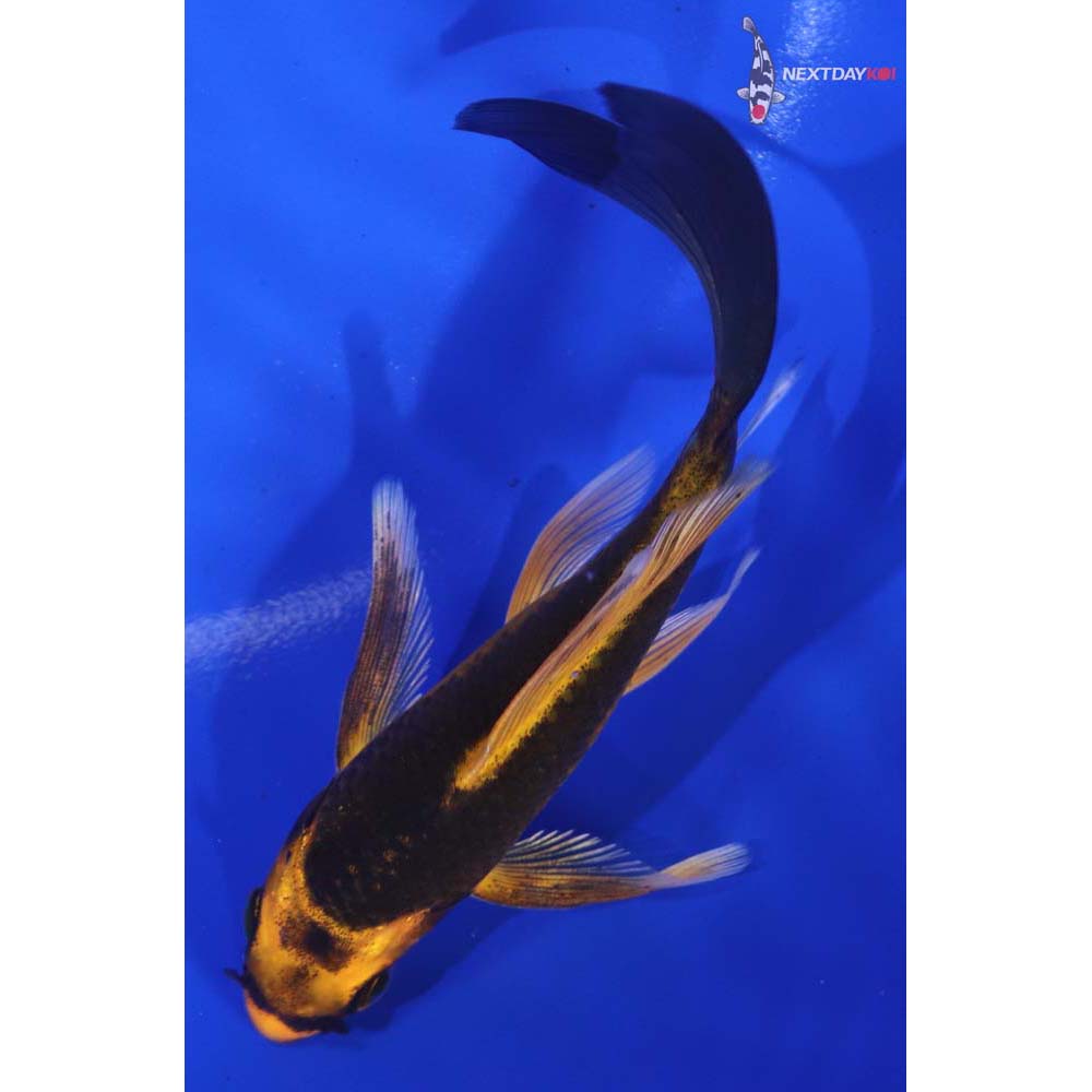 4.5” Imported Orenji Matsuba Butterfly Koi