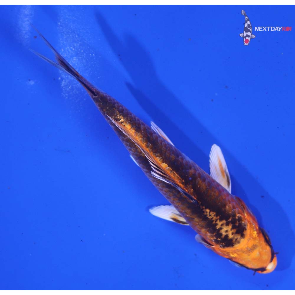 4.5” Imported Kujaku