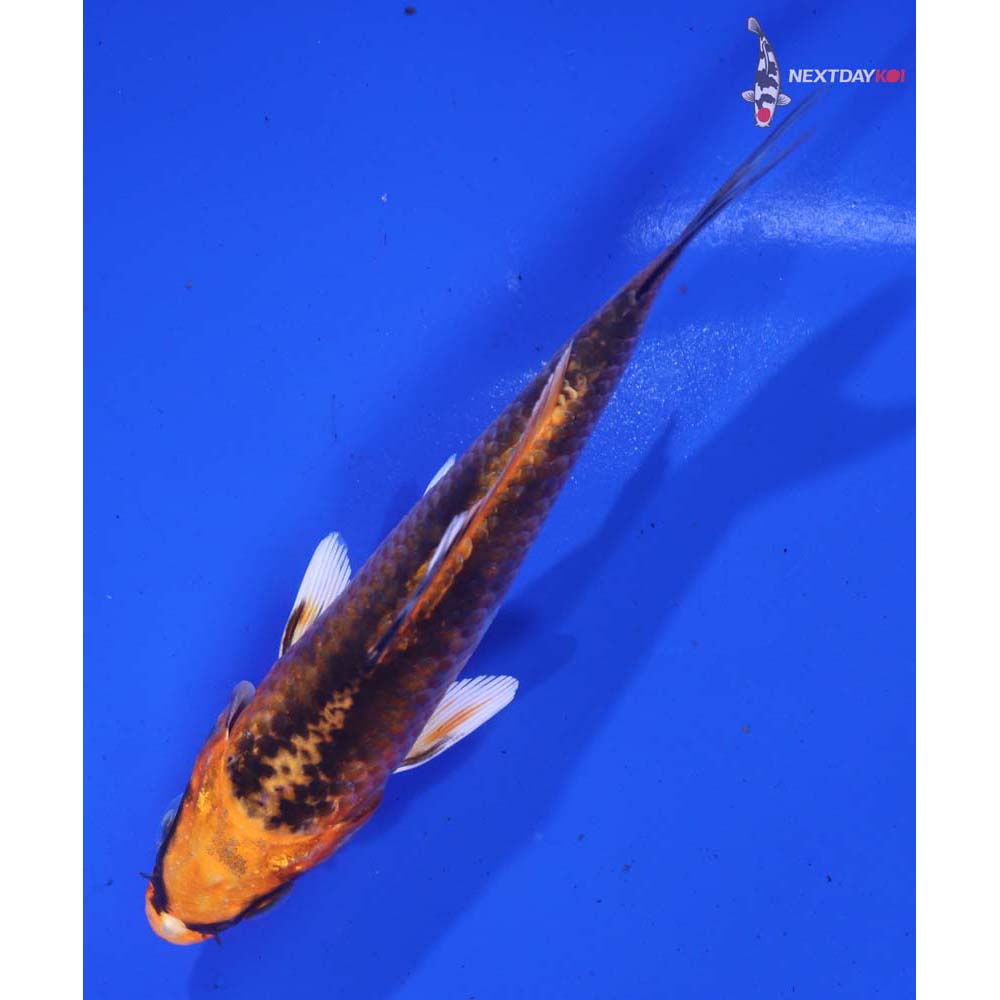 4.5” Imported Kujaku