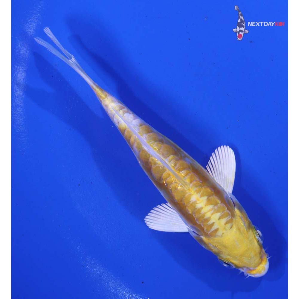 4” Imported Doitsu Lemon Hariwake