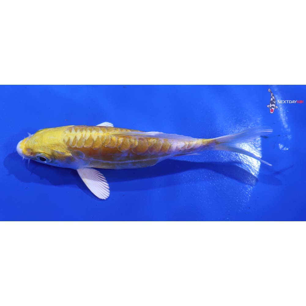 4” Imported Doitsu Lemon Hariwake