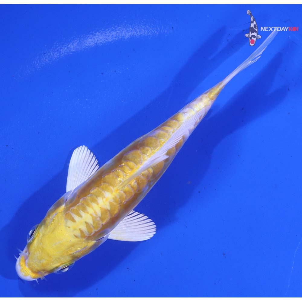 4” Imported Doitsu Lemon Hariwake