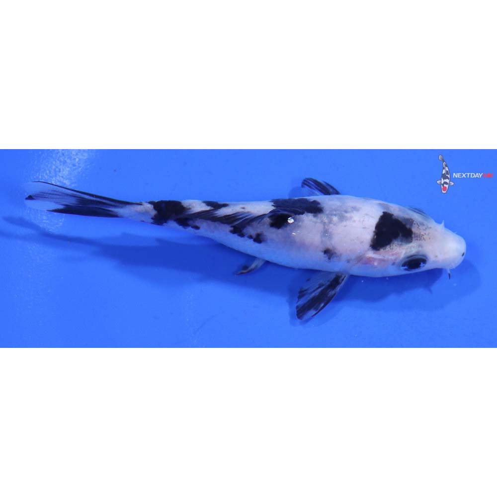 3.5” Imported Shiro Bekko