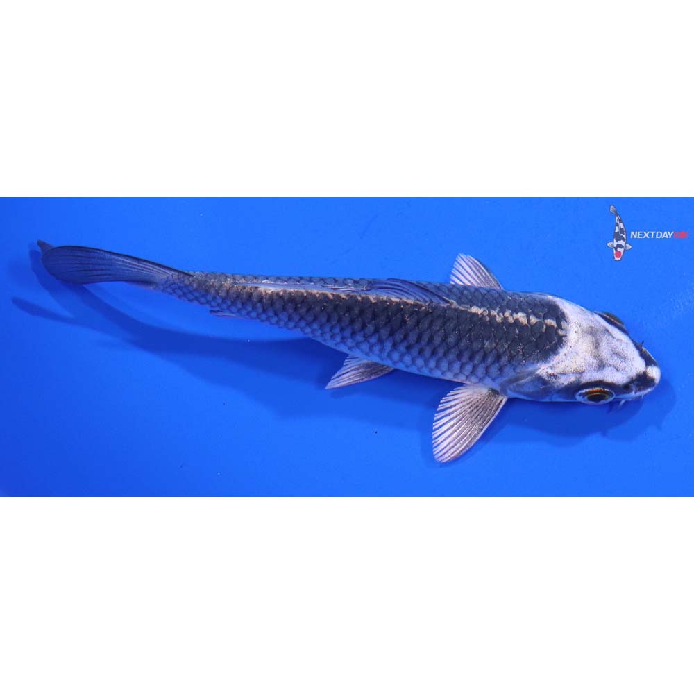 4.5” Imported Gin Matsuba