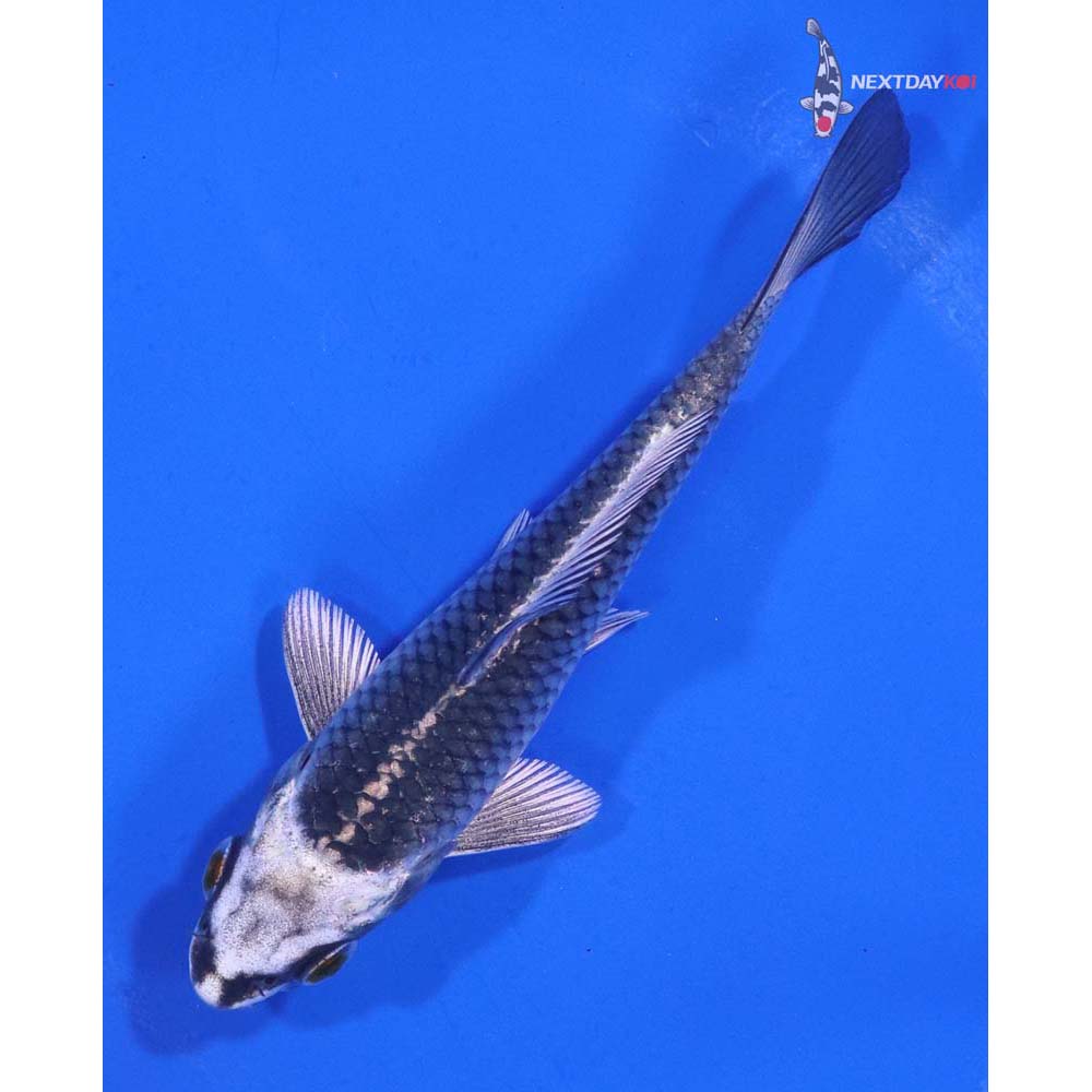 4.5” Imported Gin Matsuba