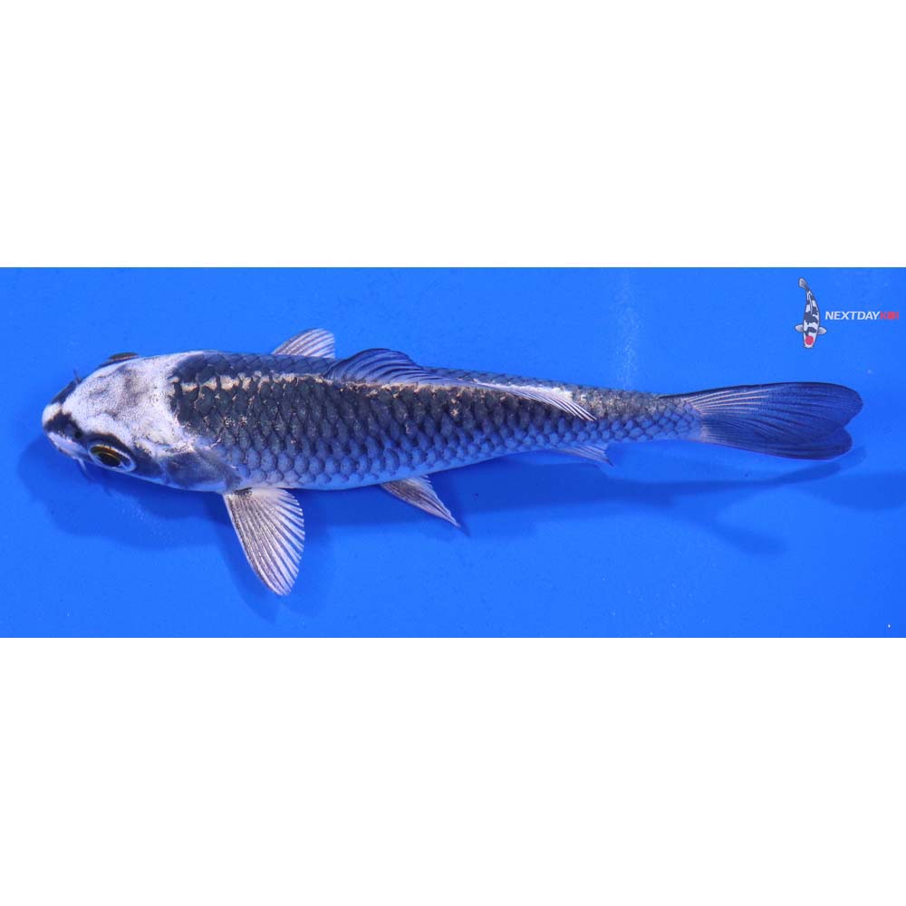 4.5” Imported Gin Matsuba