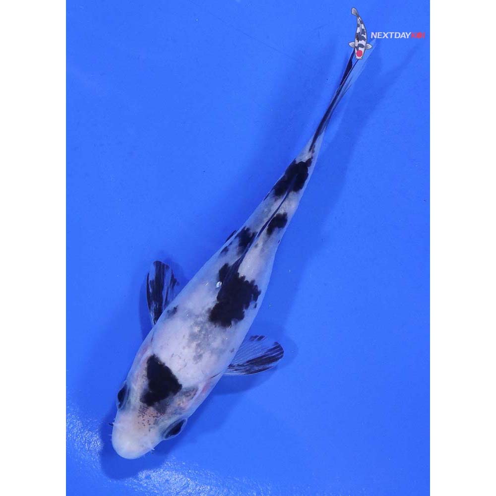 3.5” Imported Shiro Bekko