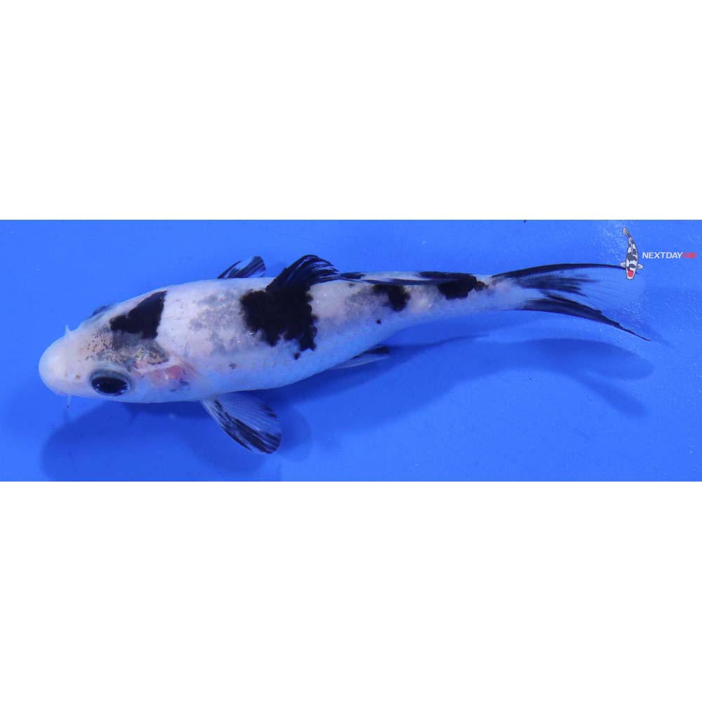 3.5” Imported Shiro Bekko