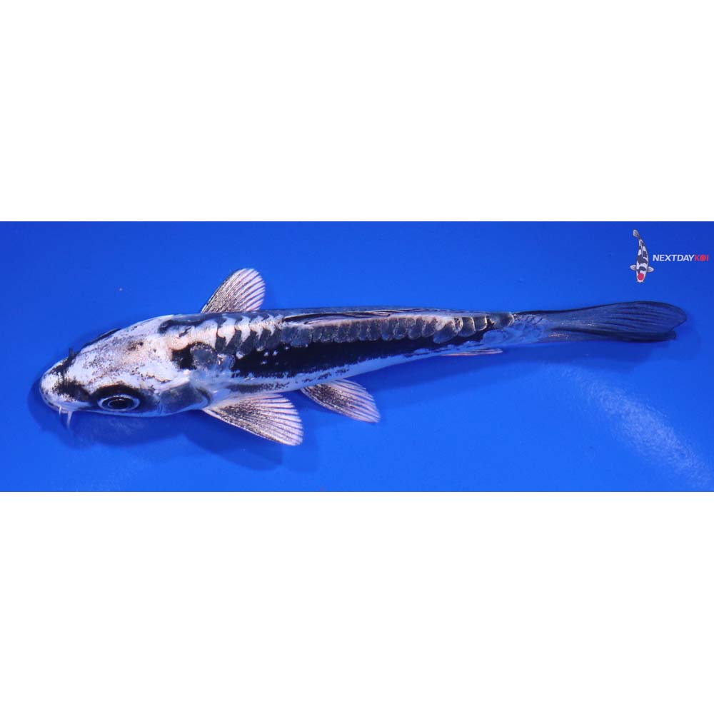 5” Imported Kikokuryu