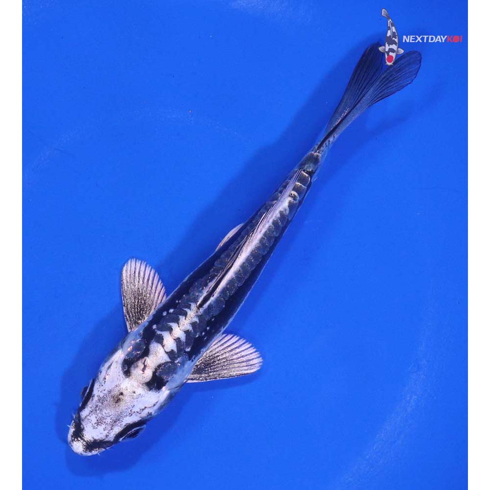 5” Imported Kikokuryu