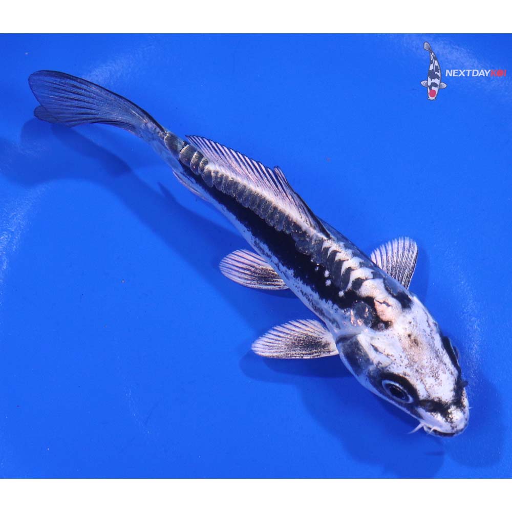 5” Imported Kikokuryu