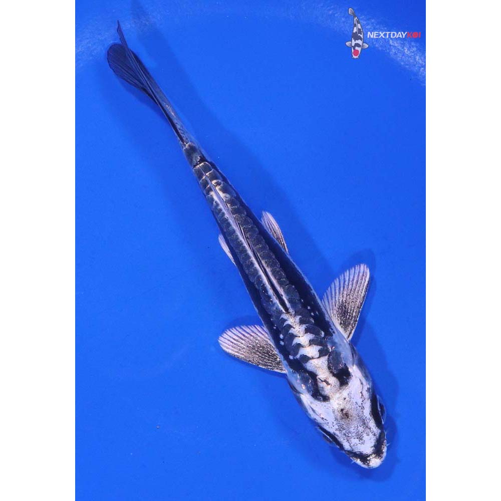 5” Imported Kikokuryu