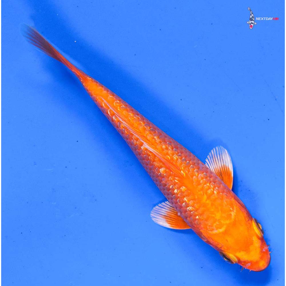 5” Imported Gin Rin Orenji Ogon