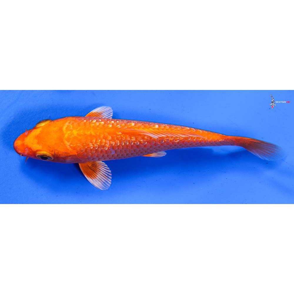 5” Imported Gin Rin Orenji Ogon