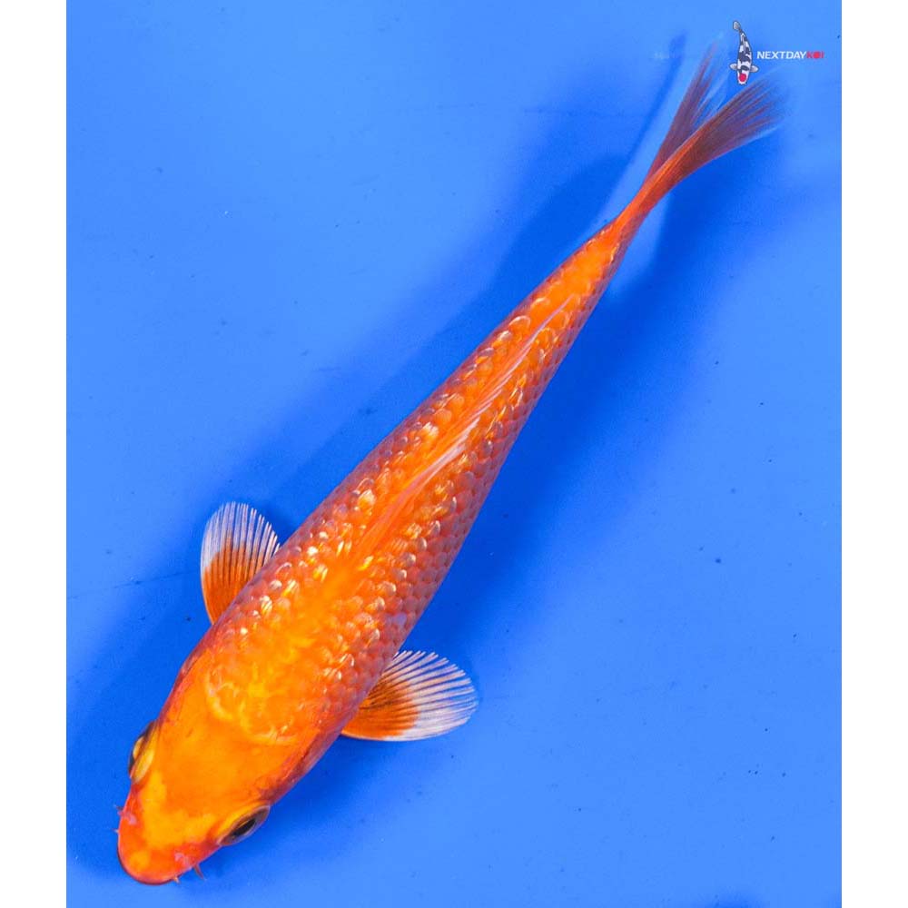 5” Imported Gin Rin Orenji Ogon