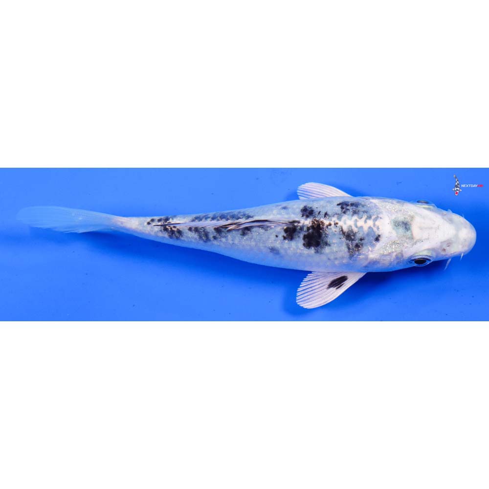 5.5” Imported Gin Shiro Bekko