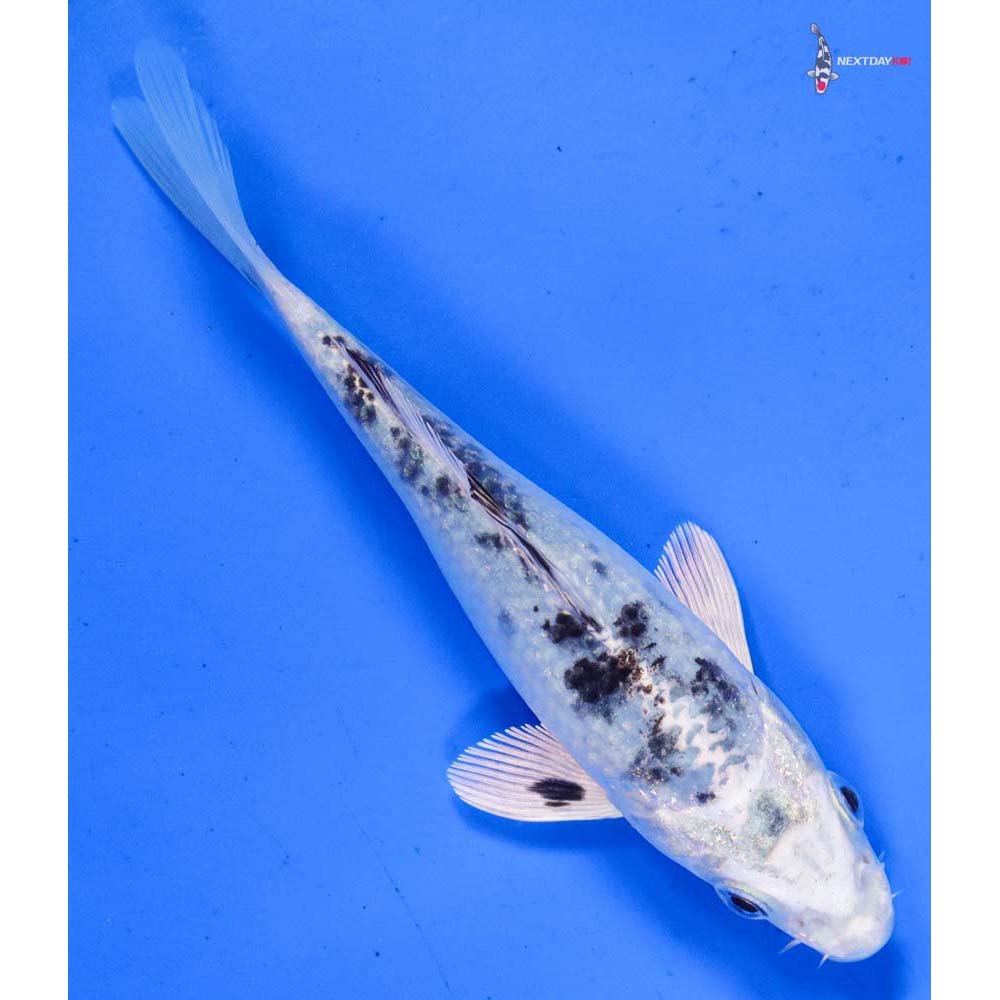 5.5” Imported Gin Shiro Bekko