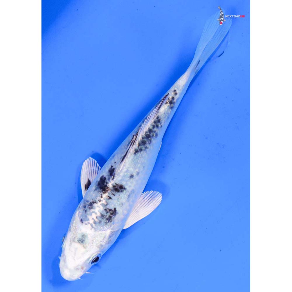 5.5” Imported Gin Shiro Bekko