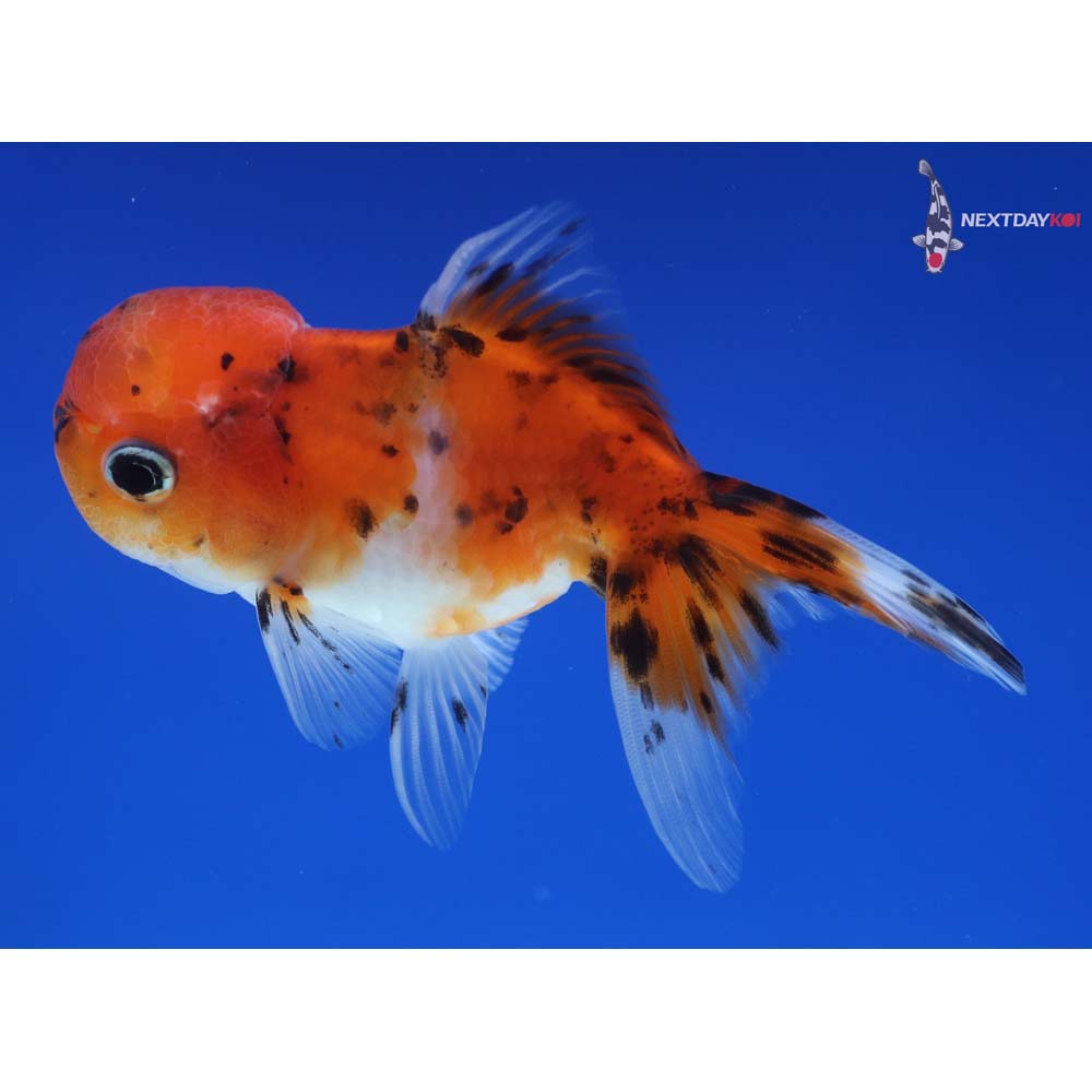 4” Imported Calico Oranda