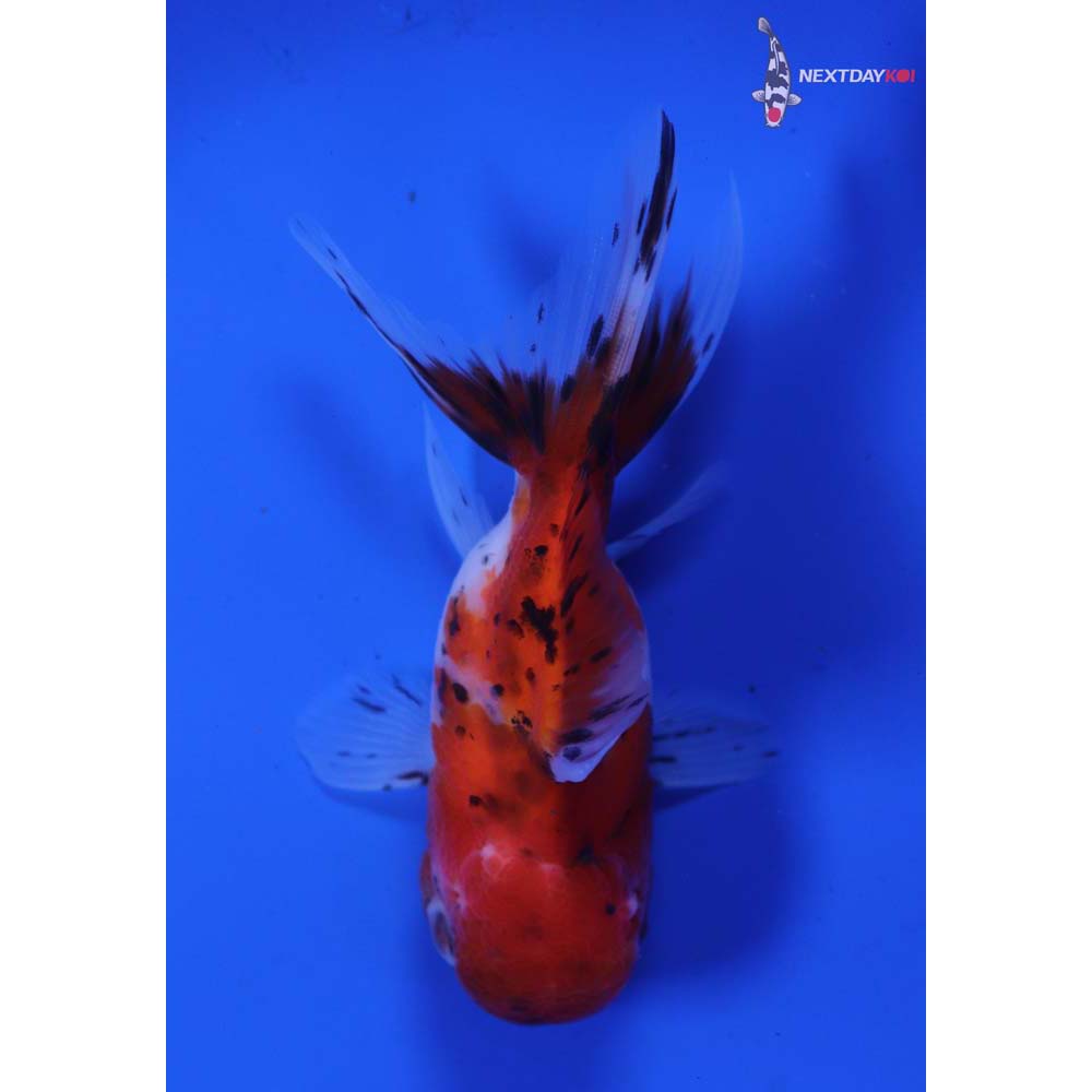 4” Imported Calico Oranda