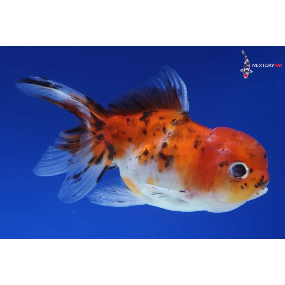 4” Imported Calico Oranda