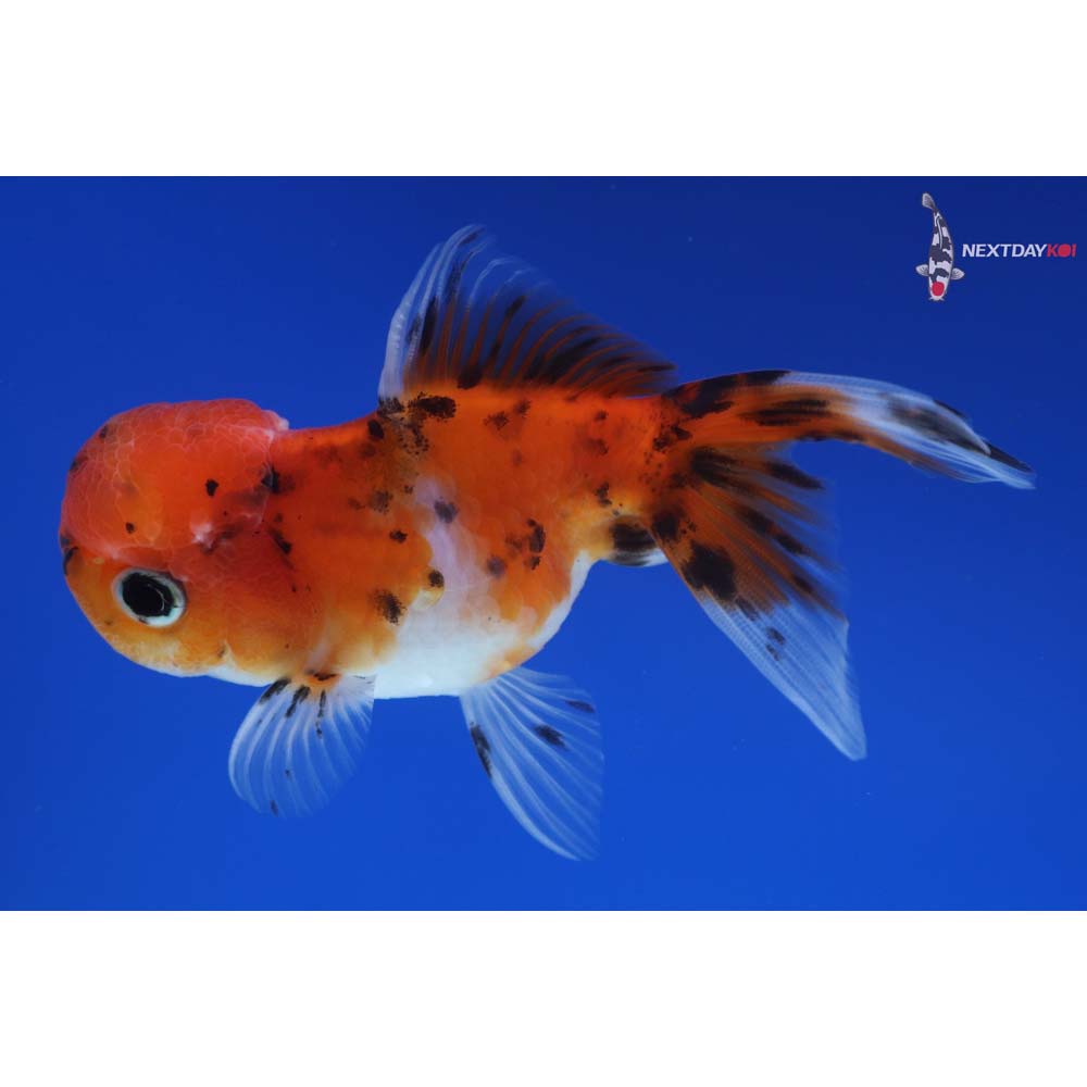 4” Imported Calico Oranda