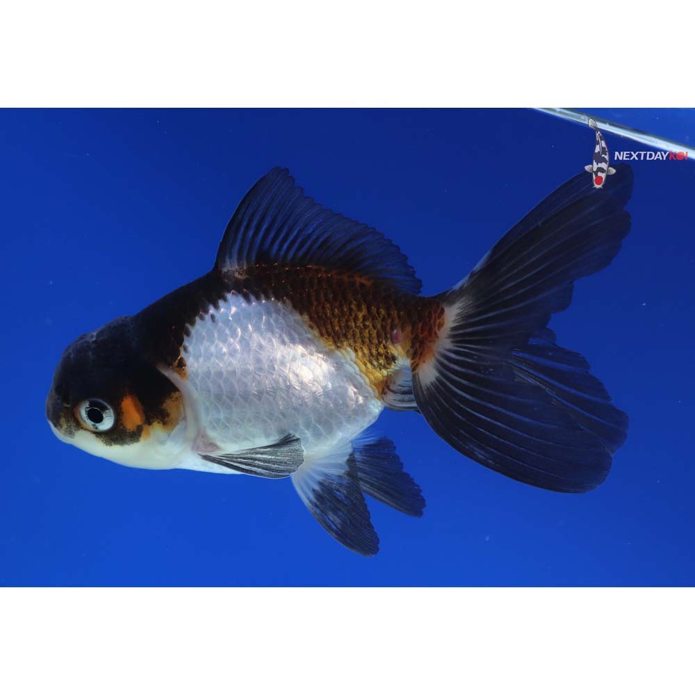4” Imported Tri Color Panda Oranda