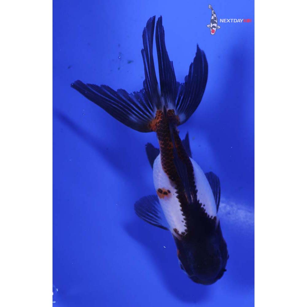 4” Imported Tri Color Panda Oranda