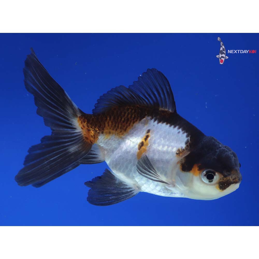 4” Imported Tri Color Panda Oranda