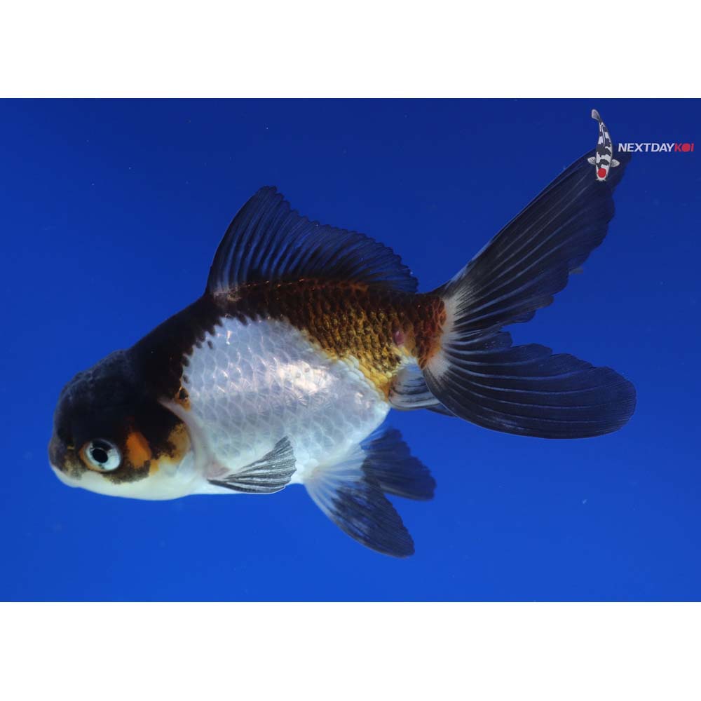 4” Imported Tri Color Panda Oranda