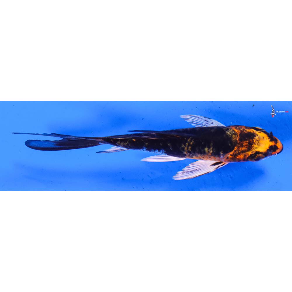 4” Imported Kujaku Butterfly Koi