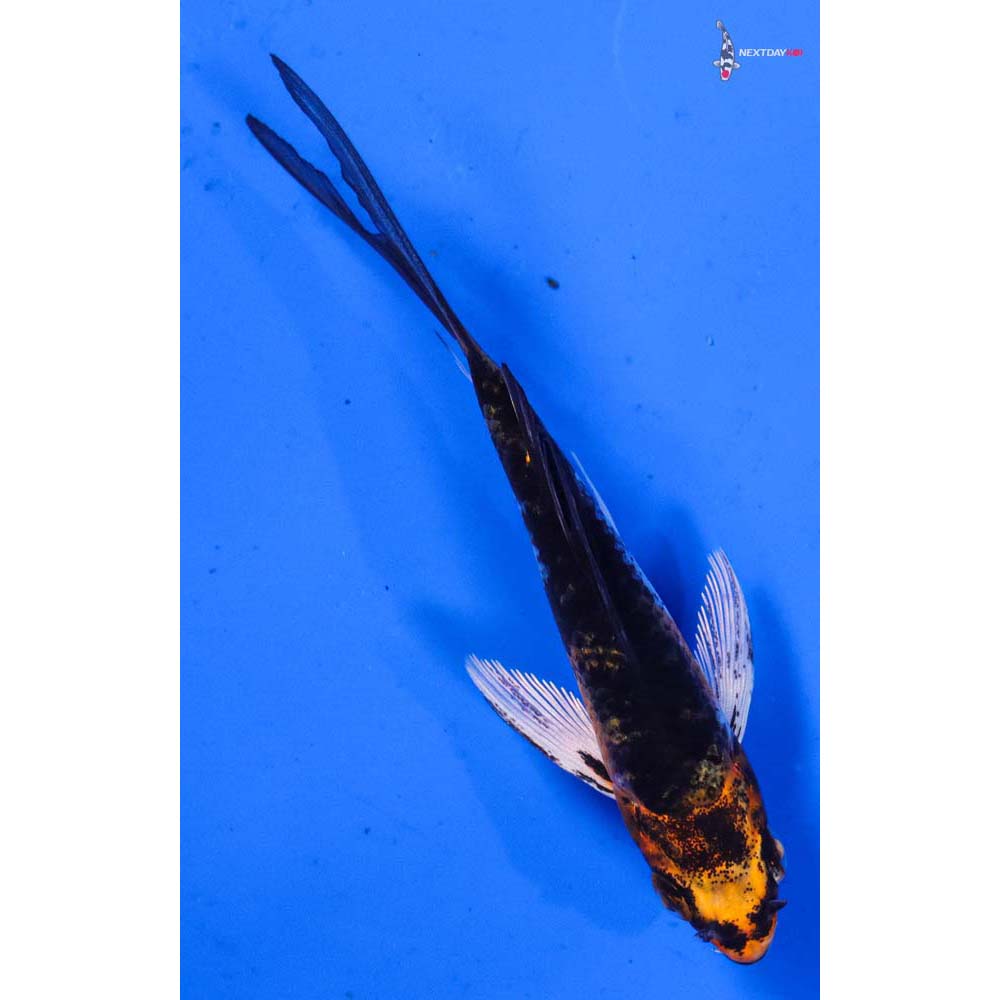 4” Imported Kujaku Butterfly Koi
