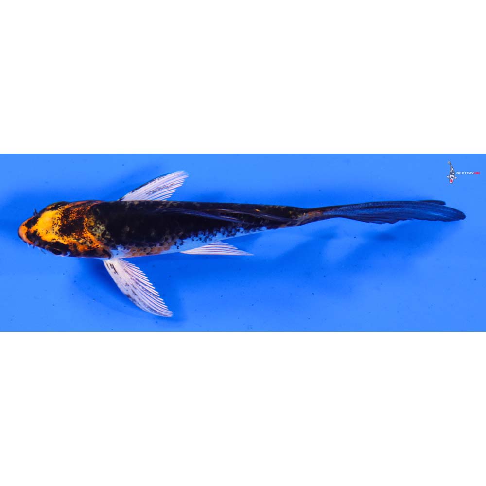 4” Imported Kujaku Butterfly Koi