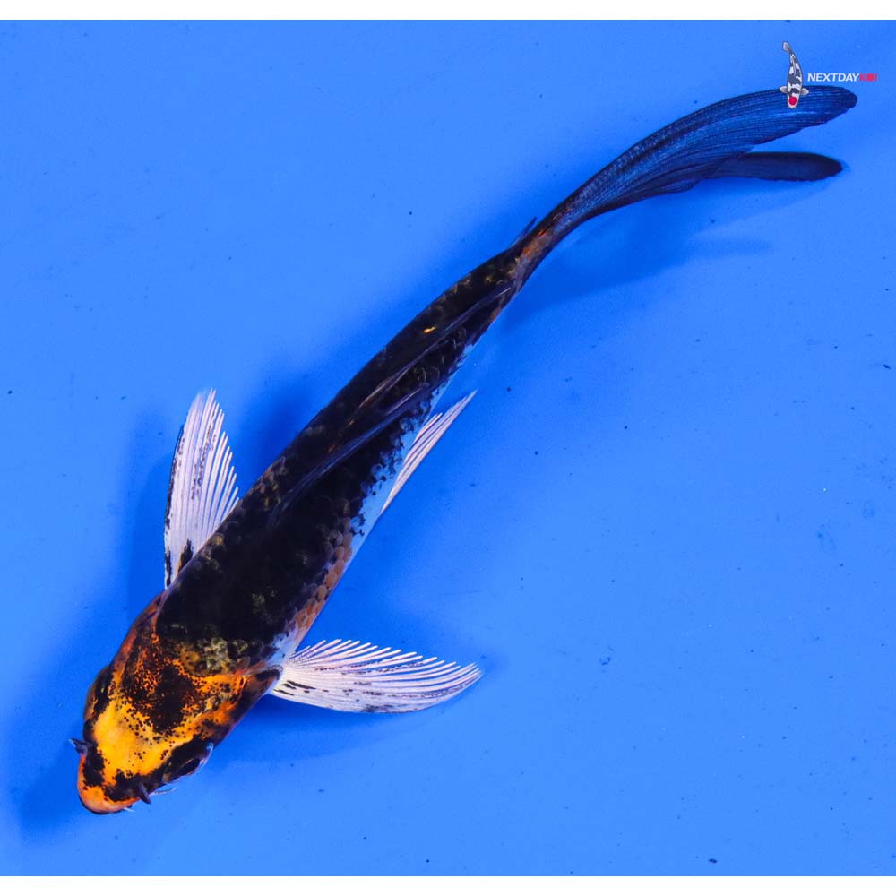 4” Imported Kujaku Butterfly Koi