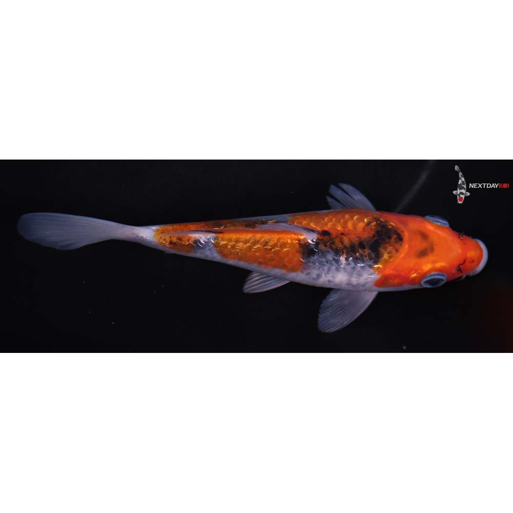 6.5” Imported Gin Rin Goshiki