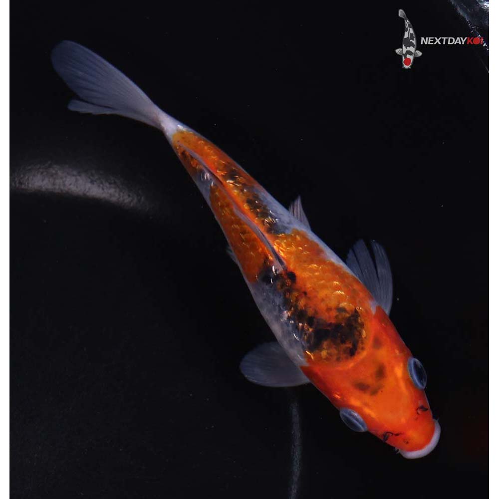 6.5” Imported Gin Rin Goshiki