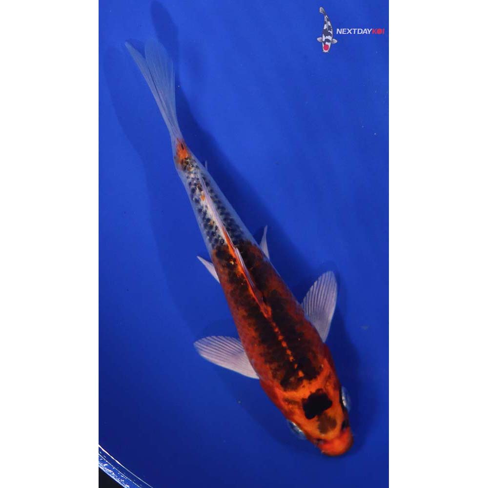 6.5” Imported Kujaku