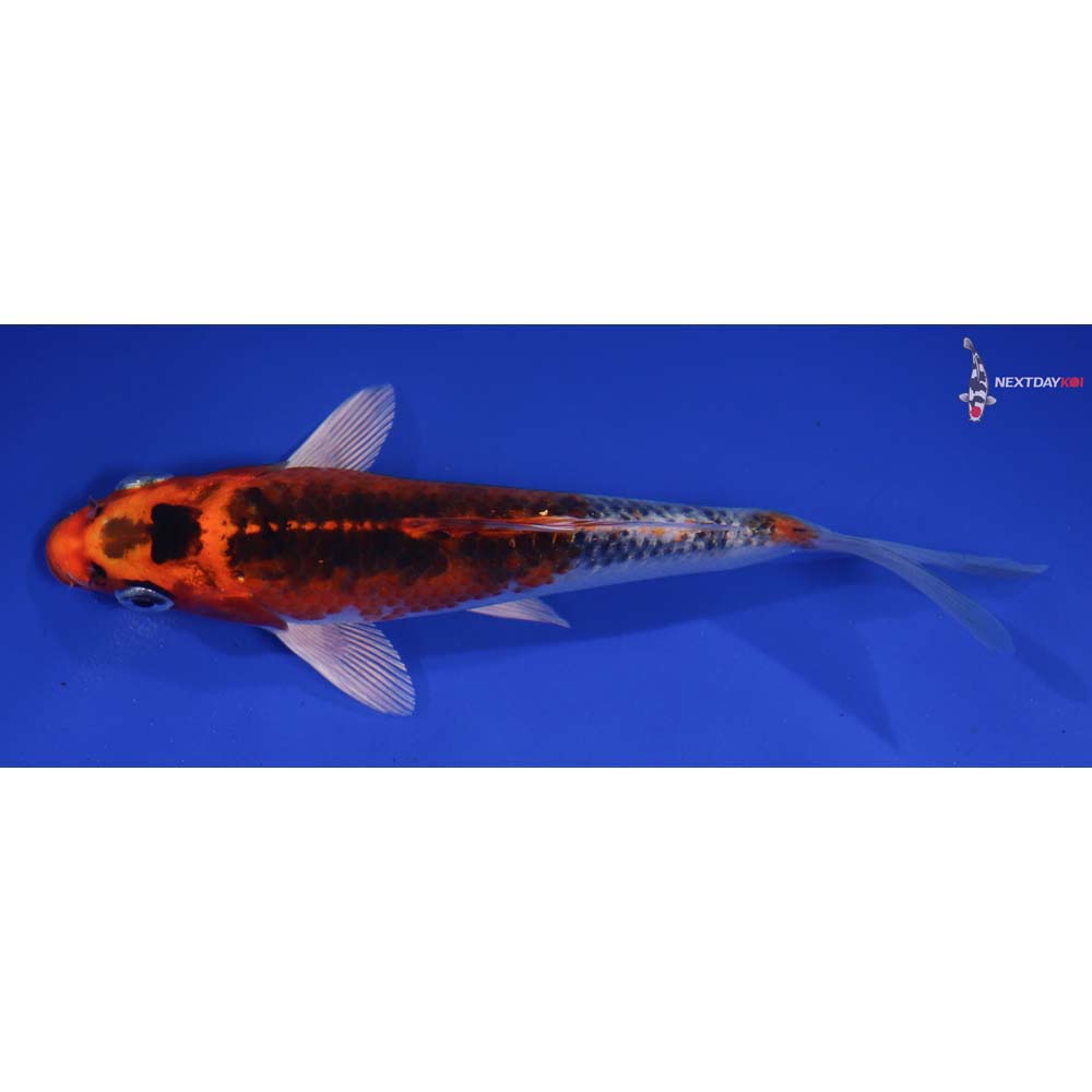 6.5” Imported Kujaku