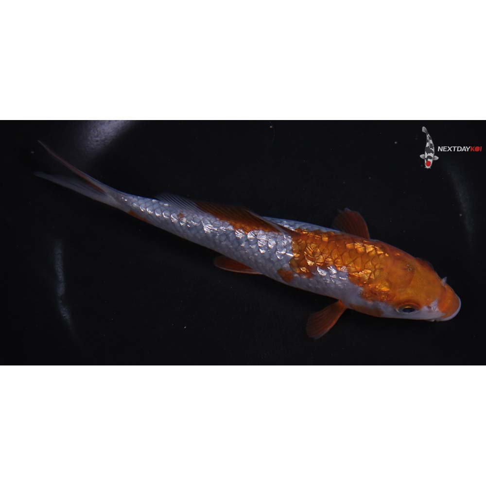 7” Imported Gin Rin Ochiba Shigure