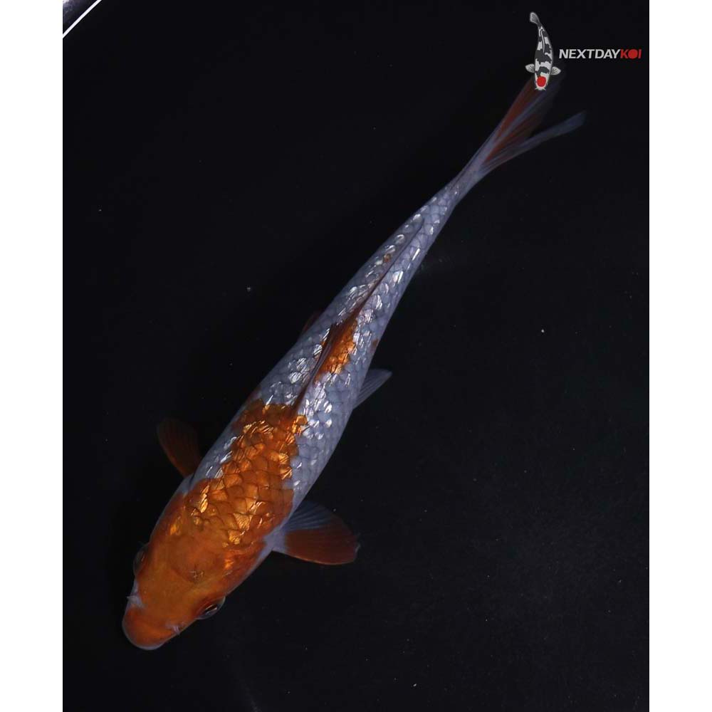 7” Imported Gin Rin Ochiba Shigure