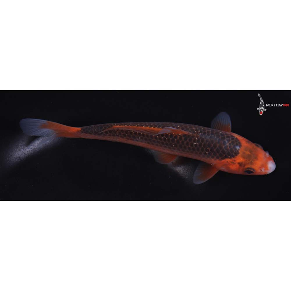 7” Imported Hi Asagi