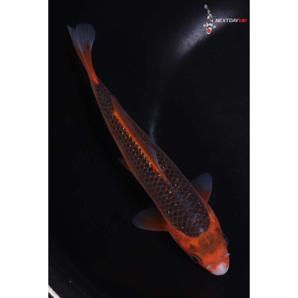 7” Imported Hi Asagi