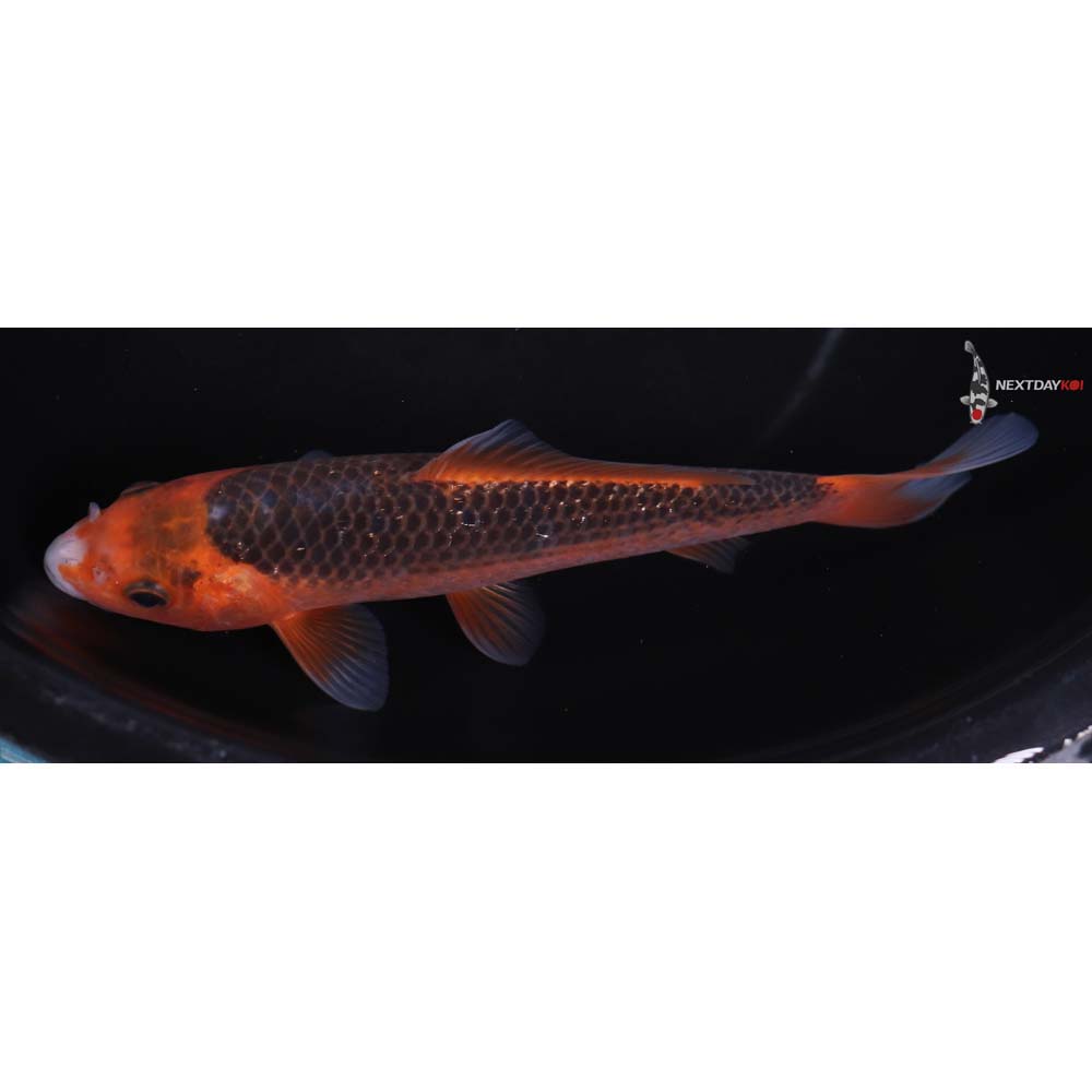 7” Imported Hi Asagi