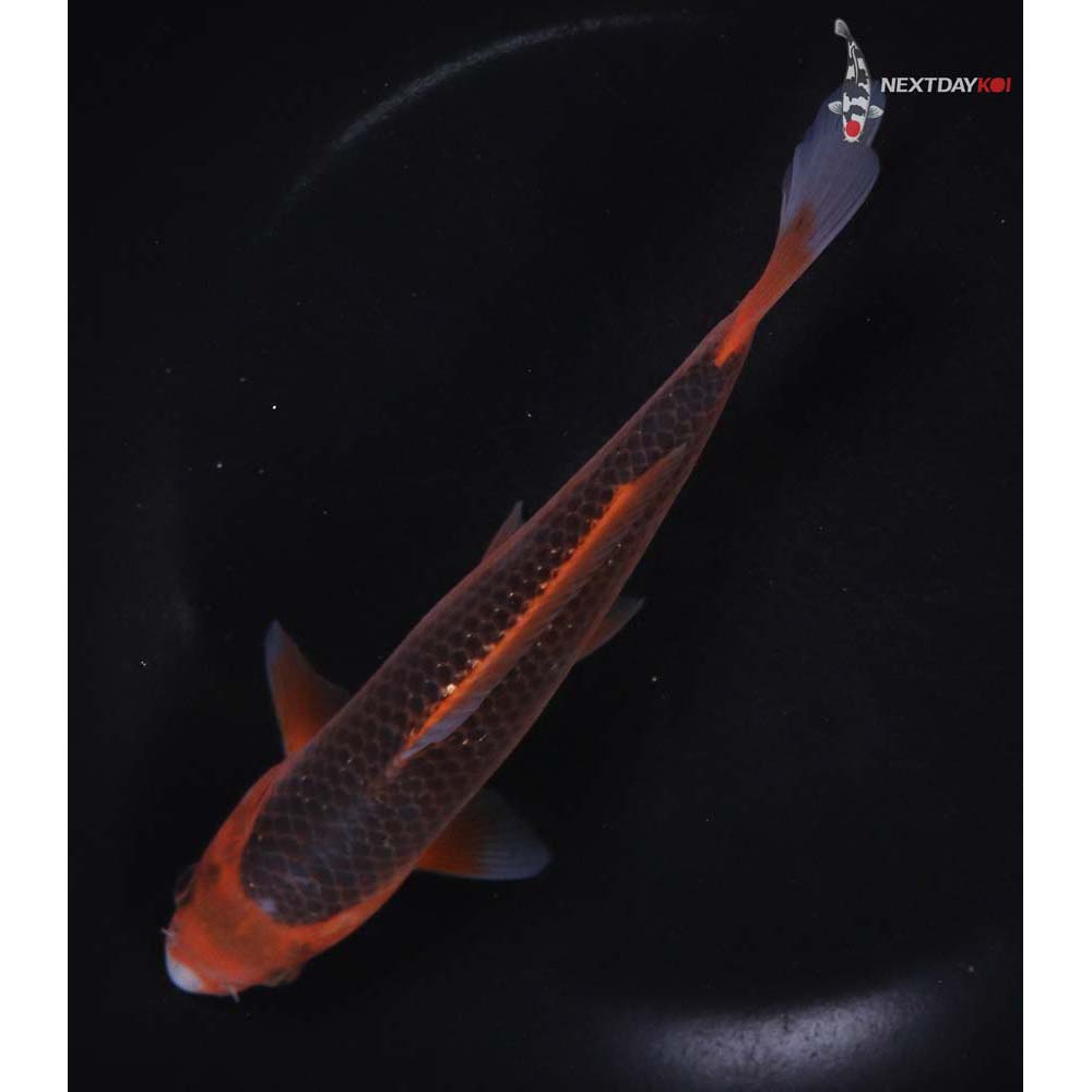 7” Imported Hi Asagi