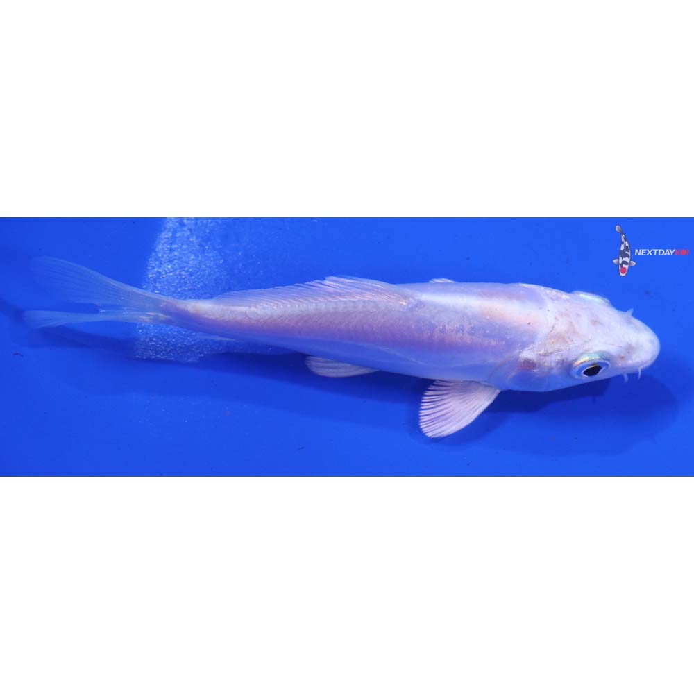 4” Imported Doitsu Platinum Ogon